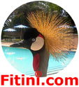 Fitini.com Logo
